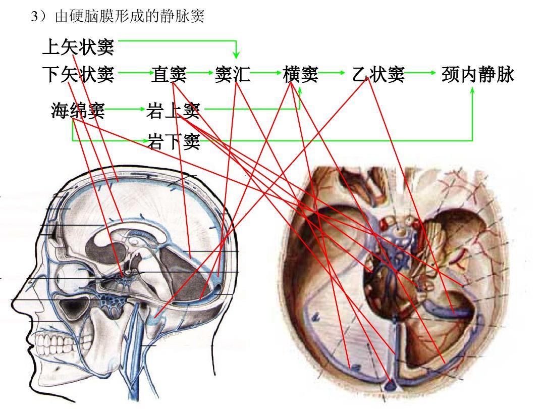 图片[2]-颅脑CT基础：CT断层解剖结构-吃了吃了